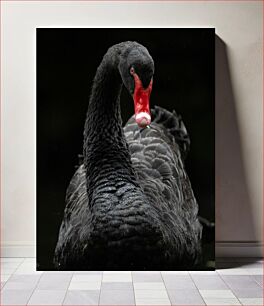 Πίνακας, Majestic Black Swan Majestic Black Swan