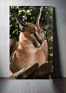 Πίνακας, Majestic Caracal in the Wild Majestic Caracal in the Wild