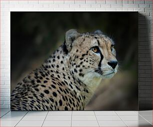 Πίνακας, Majestic Cheetah Majestic Cheetah