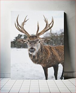 Πίνακας, Majestic Deer in Snowy Landscape Μεγαλοπρεπές ελάφι στο χιονισμένο τοπίο