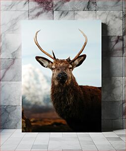 Πίνακας, Majestic Deer Μεγαλοπρεπές Ελάφι