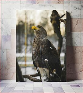 Πίνακας, Majestic Eagle in Winter Majestic Eagle in Winter