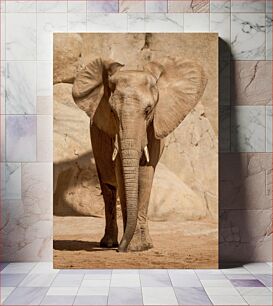 Πίνακας, Majestic Elephant Μεγαλοπρεπής Ελέφαντας