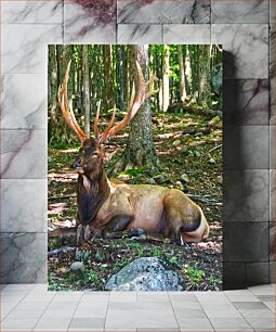 Πίνακας, Majestic Elk in Forest Majestic Elk in Forest