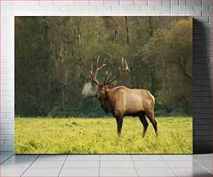 Πίνακας, Majestic Elk in the Wild Majestic Elk in the Wild