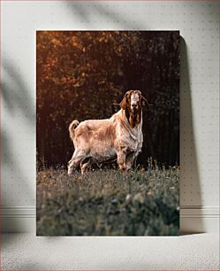 Πίνακας, Majestic Goat in a Field Μεγαλοπρεπής κατσίκα σε ένα χωράφι