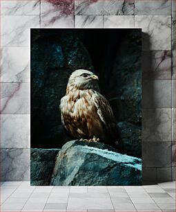 Πίνακας, Majestic Hawk Perched Majestic Hawk σκαρφαλωμένο