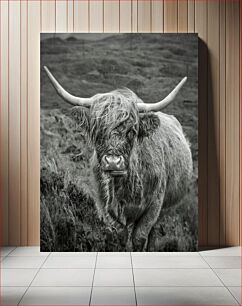 Πίνακας, Majestic Highland Cow in Black and White Majestic Highland Cow σε ασπρόμαυρο