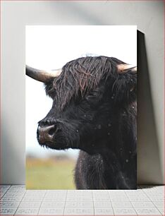Πίνακας, Majestic Highland Cow Majestic Highland Cow