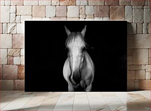 Πίνακας, Majestic Horse in Black and White Majestic Horse σε μαύρο και άσπρο