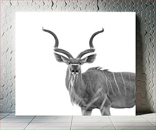 Πίνακας, Majestic Kudu in Black and White Majestic Kudu σε ασπρόμαυρο