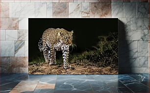 Πίνακας, Majestic Leopard in the Wild Majestic Leopard in the Wild