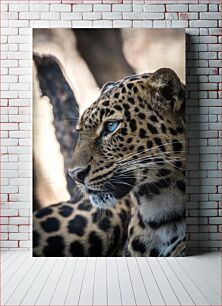 Πίνακας, Majestic Leopard Majestic Leopard