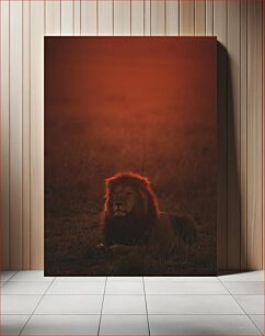 Πίνακας, Majestic Lion at Sunset Majestic Lion στο ηλιοβασίλεμα