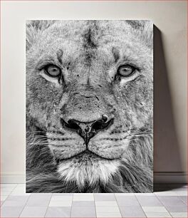 Πίνακας, Majestic Lion Close-Up Κοντινό πλάνο Majestic Lion