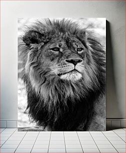 Πίνακας, Majestic Lion in Black and White Majestic Lion σε ασπρόμαυρο