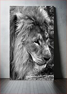 Πίνακας, Majestic Lion in Black and White Majestic Lion in Black and White