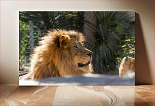 Πίνακας, Majestic Lion in the Sun Majestic Lion in the Sun