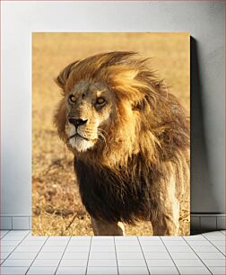 Πίνακας, Majestic Lion in the Wild Majestic Lion in the Wild