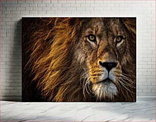 Πίνακας, Majestic Lion Portrait Majestic Lion Portrait