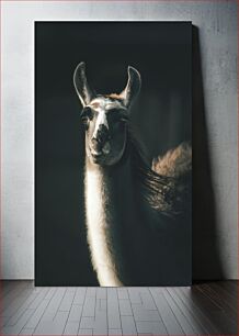 Πίνακας, Majestic Llama Portrait Majestic Llama Portrait