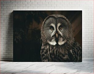 Πίνακας, Majestic Owl Μεγαλοπρεπής Κουκουβάγια