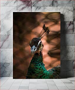 Πίνακας, Majestic Peacock Majestic Peacock