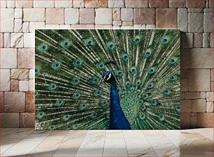 Πίνακας, Majestic Peacock Μεγαλοπρεπές παγώνι