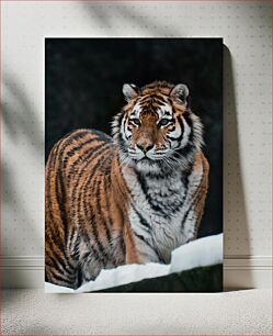 Πίνακας, Majestic Tiger in the Snow Majestic Tiger in the Snow