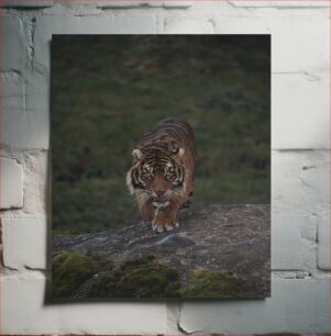 Πίνακας, Majestic Tiger in the Wild Majestic Tiger in the Wild