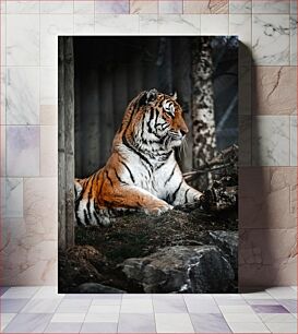 Πίνακας, Majestic Tiger Majestic Tiger