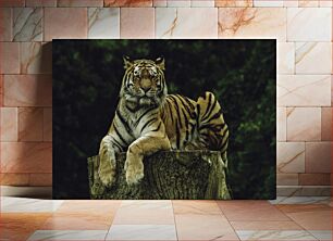 Πίνακας, Majestic Tiger on a Tree Stump Majestic Tiger σε ένα κούτσουρο δέντρου