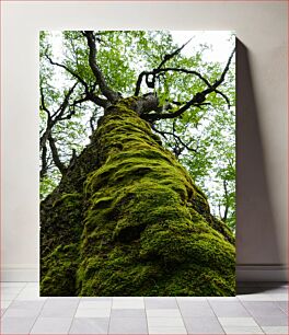 Πίνακας, Majestic Tree with Moss Majestic Tree with Moss
