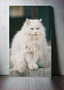 Πίνακας, Majestic White Cat with Blue Eyes Μεγαλοπρεπής Λευκή Γάτα με Μπλε Μάτια