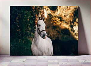 Πίνακας, Majestic White Horse in Nature Majestic White Horse στη Φύση