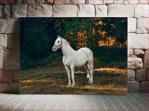 Πίνακας, Majestic White Horse in Nature Majestic White Horse στη Φύση