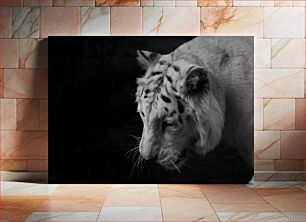 Πίνακας, Majestic White Tiger in Black and White Majestic White Tiger σε μαύρο και άσπρο