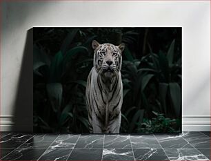 Πίνακας, Majestic White Tiger in Jungle Majestic White Tiger στη ζούγκλα