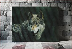 Πίνακας, Majestic Wolf in the Wild Majestic Wolf in the Wild