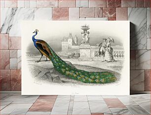 Πίνακας, Majestically colored portrait of a peacock