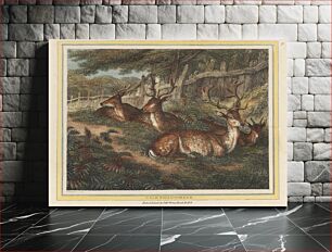 Πίνακας, Male Fallow Deer