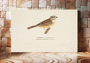 Πίνακας, Male ortolan, 1828, Magnus Von Wright