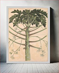 Πίνακας, Male Papaya Tree