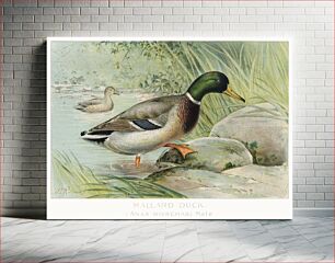 Πίνακας, Mallard Duck (Anas Boschas) Male illustrated by J.L. Ridgway (1859–1947) and W.B. Gillette (1864–1937) from Game Birds and Fishes of North A