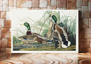 Πίνακας, Mallard Duck from Birds of America (1827) by John James Audubon, etched by William Home Lizars