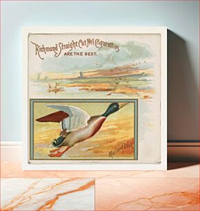 Πίνακας, Mallard Duck, from the Game Birds series (N40) for Allen & Ginter Cigarettes