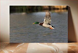 Πίνακας, Mallard Duck in Flight Πάπια πρασινολαιμίας σε πτήση