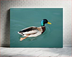 Πίνακας, Mallard Duck Swimming in Water Πάπια πρασινολαιμίας που κολυμπά στο νερό