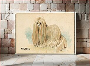 Πίνακας, Maltese, from the Dogs of the World series for Old Judge Cigarettes issued by Goodwin & Company