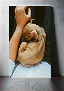 Πίνακας, Man Holding Puppy Άνδρας που κρατά κουτάβι